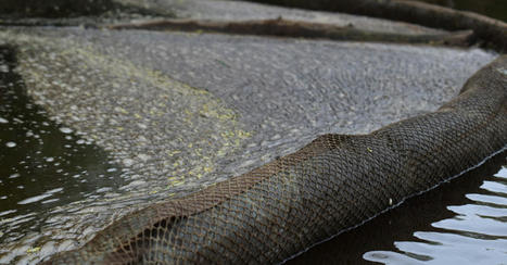 Groups say state lawmakers are undermining efforts to protect public from PFAS firefighting foam - WPR.org | Operation Deimos | Scoop.it