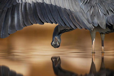 Les incroyables photos du Bird Photographer of the Year 2017 | Les oiseaux au gré du vent | Scoop.it