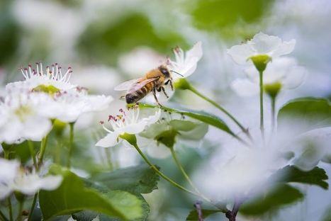 Haute-Loire : des apiculteurs se mobilisent contre la réintroduction des néonicotinoïdes | Variétés entomologiques | Scoop.it