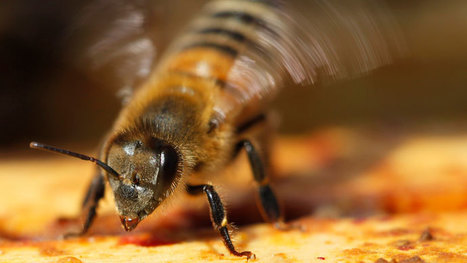 Les scientifiques le confirment : aux USA, les pesticides tuent les abeilles domestiques | EntomoNews | Scoop.it