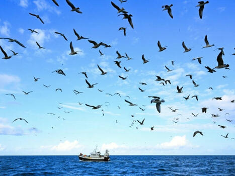 "Un tournant" après les crises: les pêcheurs français réunis à Boulogne-sur-Mer | Biodiversité - @ZEHUB on Twitter | Scoop.it