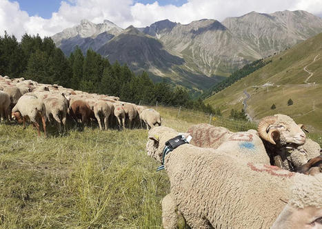 Avec ses moutons connectés, Allos fait cohabiter les randonneurs et le | Elevage et numérique | Scoop.it