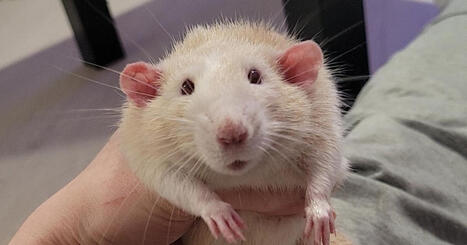 Tamaki-rotalla oli erityinen tapa saada huomiota Jasmin Juvoselta | Apu | 1Uutiset - Lukemisen t&auml;hden | Scoop.it