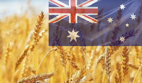 Analysts predict a decrease in wheat production in Australia in the new season | MED-Amin network | Scoop.it