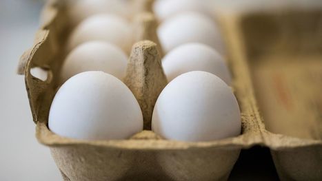 Live in California and buy eggs? If voters approve this in 2018, they'll need to be from cage-free hens | L'ECHO DEMETER | Scoop.it