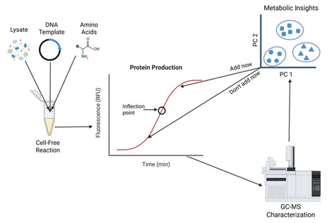 Timing of metabolomics-driven supplementation strategies affects protein expression in E. coli-based cell-free expression systems | brvbe | RMH | Scoop.it