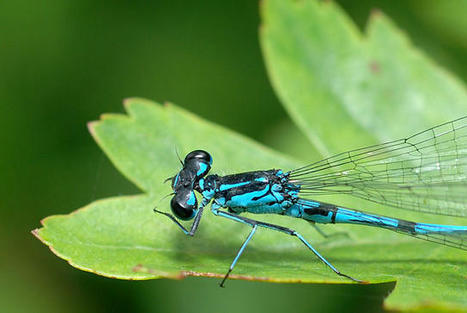 Disparition et redécouverte de Coenagrion pulchellum dans le département des Deux-Sèvres – Portail des Histoires Naturelles | Histoires Naturelles | Scoop.it