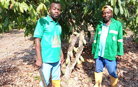 CAMEROUN : L'intensification de la production du cacao menace la biodiversit&eacute; | AFRIQUES | Scoop.it