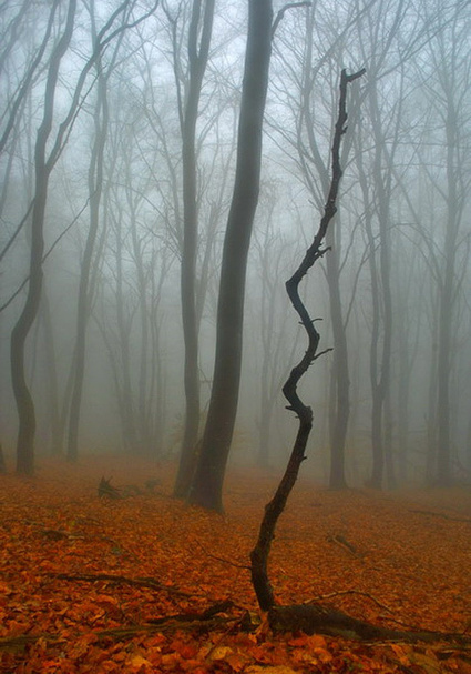 40+ Forest Photography That Will Give You The Spook | Freakinthecage Webdesign Lesetips | Scoop.it