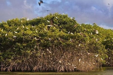 Biodiversité : un outil pour évaluer la réhabilitation des mangroves  | Revue Politique Guadeloupe | Scoop.it
