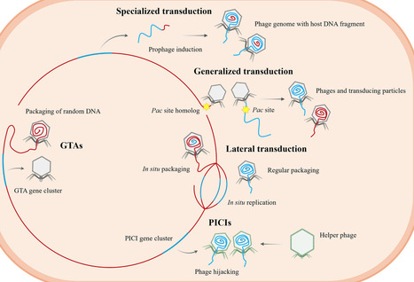 Not just passengers: Phages as agents of genetic exchange in fecal microbiota transplantation | chm | RMH | Scoop.it