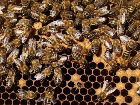 Vers la fin d’un paradis pour les abeilles ? Varroa identifié sur l’île de La Réunion - ITSAP | Variétés entomologiques | Scoop.it