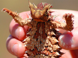 What a Thorny Devil and Camel Nose Can Teach Us About Water | Biomimicry | Scoop.it