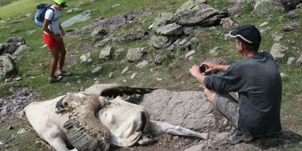 Vallée d'Ossau : un vautour coincé dans une vache ! | Pastoralisme Ours Loups Lynx | Scoop.it