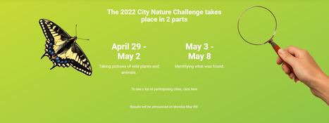 [BioBlitz] City Nature Challenge 2022 à Francfort (Allemagne) | Variétés entomologiques | Scoop.it