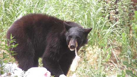 New Yorkers: Keep bears out of your garbage with these tips | Industry 411 - Waste Management | Scoop.it