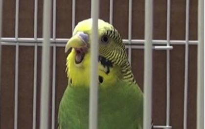 Yawning budgies can make other budgies yawn too, study suggests | Empathy and Animals | Scoop.it