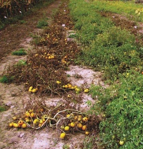 Plant Disease: Potato and Tomato Late Blight Caused by Phytophthora infestans: An Overview of Pathology and Resistance Breeding | Plants and Microbes | Scoop.it
