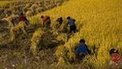 US confirms North Korea aid halt | The Asian Food Gazette. | Scoop.it