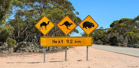 Crashes involving animals spike in winter. Here&rsquo;s how to avoid them | Trans Tasman Migration | Scoop.it