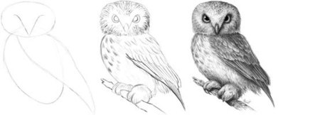 How to Draw an Owl | Drawing and Painting Tutorials | Scoop.it