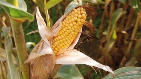 Maïs grain et fourrage : Les résultats des essais variétés de la récolte 2017 | Lait de Normandie... et d'ailleurs | Scoop.it