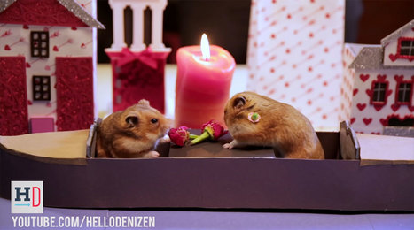 Vidéo. Les hamsters aussi fêtent la Saint-Valentin ! | Koter Info - La Gazette de LLN-WSL-UCL | Scoop.it