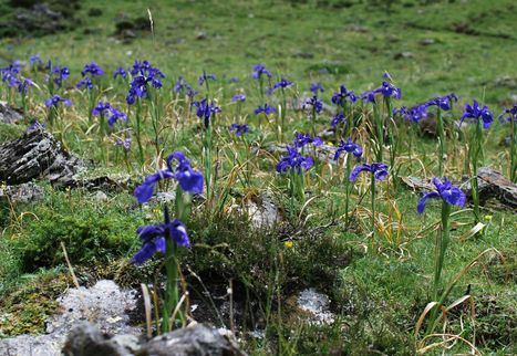 Initiation à l'identification d'espèces florales comestibles à Aulon le 10 août | Vallées d'Aure & Louron - Pyrénées | Scoop.it