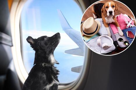 Italy ripped over 'ridiculous' new policy on pets in plane cabins | Industry 411 - Waste Management | Scoop.it