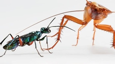 L&rsquo;avez-vous vu ? De la gomme &agrave; m&acirc;cher &eacute;ternelle et les le&ccedil;ons de karat&eacute; de la coquerelle | EntomoScience | Scoop.it