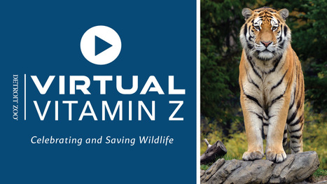 Virtual Vitamin Z from the Detroit Zoo  | Rainforest CLASSROOM | Scoop.it