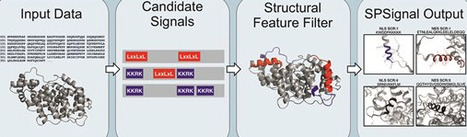 SPSignal: a web tool for structure-assisted prediction of nuclear localization and nuclear export signals in proteins | nar | RMH | Scoop.it
