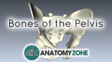 Pelvis and Perineum • AnatomyZone | Pelvis and Perineum | Scoop.it