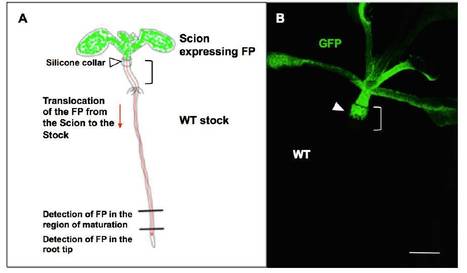 In Brief. Swept Away: Protein Mobility in the Phloem | The Plant Cell | Scoop.it