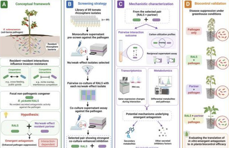 Competition between resident rhizosphere bacteria enhances phytopathogen suppression via emergent antagonism | isme | RMH | Scoop.it