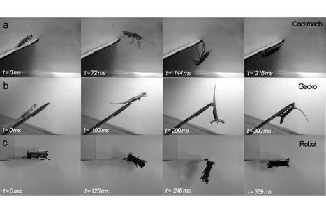 Un robot reproduit la technique de dissimulation des blattes | EntomoNews | Scoop.it