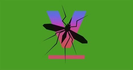 Cette start-up de Google va lâcher 20 millions de moustiques infectés dans la nature | EntomoNews | Scoop.it