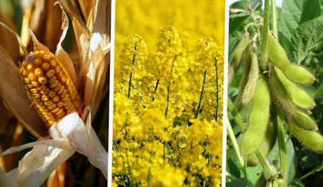 OGM : une fréquence insuffisante des autocontrôles | Les Colocs du jardin | Scoop.it