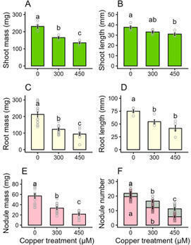 Copper causes reduced nitrogen fixation but does not accumulate in the nodules of the legume Lotus japonicus&nbsp; | Plant-Microbe Symbiosis | Scoop.it