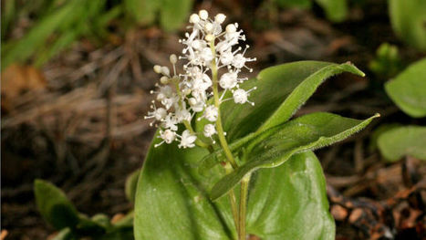 Tee oma digikasvio | 1Uutiset - Lukemisen t&auml;hden | Scoop.it