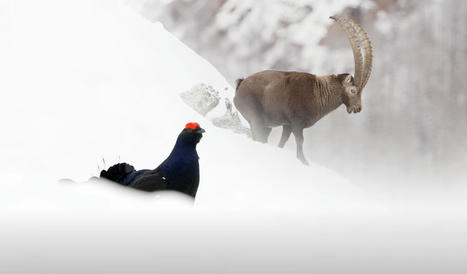 "La face sauvage" de Vivian Bruchez : comment skier sans perturber la faune sauvage | Tourisme Durable - Slow | Scoop.it