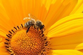 Les abeilles disparaissent à un rythme effréné | GREENEYES | Scoop.it