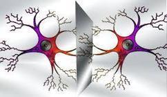 Las Neuronas Espejo y el aprendizaje - Educa y Aprende | NeuroPsicoEducación al Día | Scoop.it