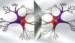 Las Neuronas Espejo y el aprendizaje - Educa y Aprende | adn-dna.net: cajón de sastre | Scoop.it