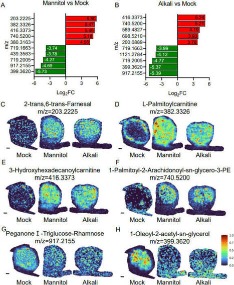 Spatial metabolome mass spectrometry imaging reveals the flavonoid distribution change in soybean nodules under drought and alkaline stresses | Plant-Microbe Symbiosis | Scoop.it