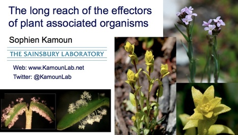 Video: Sophien Kamoun "The long reach of the effectors of plant associated organisms",  77th CSHL Symposium on Quantitative Biology: The Biology of Plants, June 1, 2012. | Plants and Microbes | Scoop.it