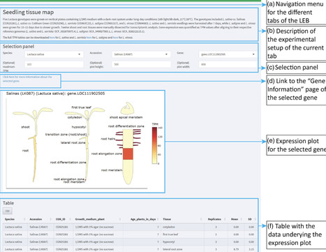 The Lettuce Expression Browser: from lab to LEB | tpj | RMH | Scoop.it