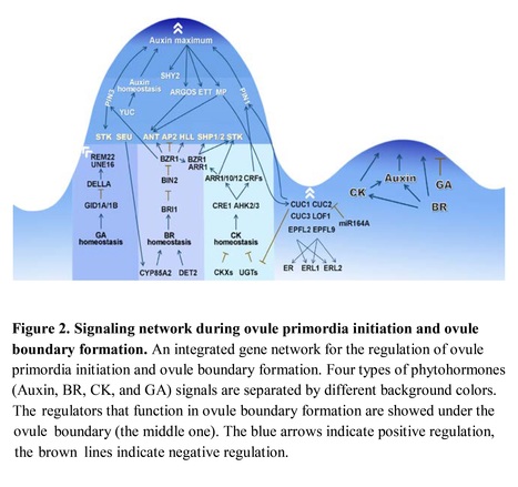 Ovule initiation: the essential step controlling offspring number in Arabidopsis - Review | SEED-DREAM Lab info | Scoop.it