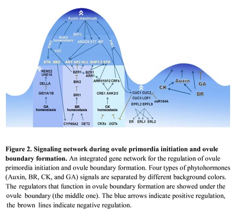 Ovule initiation: the essential step controlling offspring number in Arabidopsis - Review | SEED DEV LAB info | Scoop.it