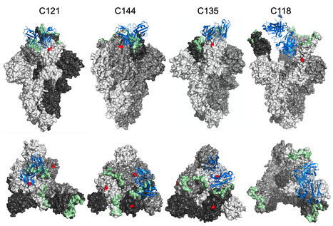 SARS-CoV-2 Spike Glycosylation Affects Function and Neutralization Sensitivity - bioRxiv | Virus World | Scoop.it